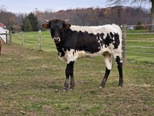 Siesta Time x Goldmine 1