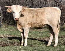 Gold Mine Steer 1