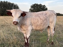 Bodacious 244 x Double S Pearl Bull Calf