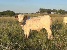 Bodacious 244 x Double S Pearl Bull Calf