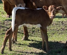 Horseshoe J Huggies FHR