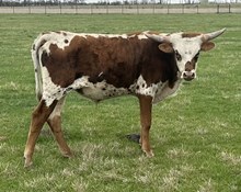 Bodi’s Bound to Win FHR