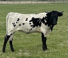 FHR Bodi’s Revenue