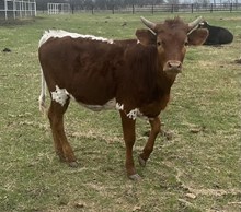 FHR Bodi's I'm a Vixen